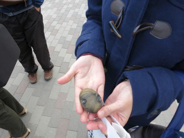 たまご1